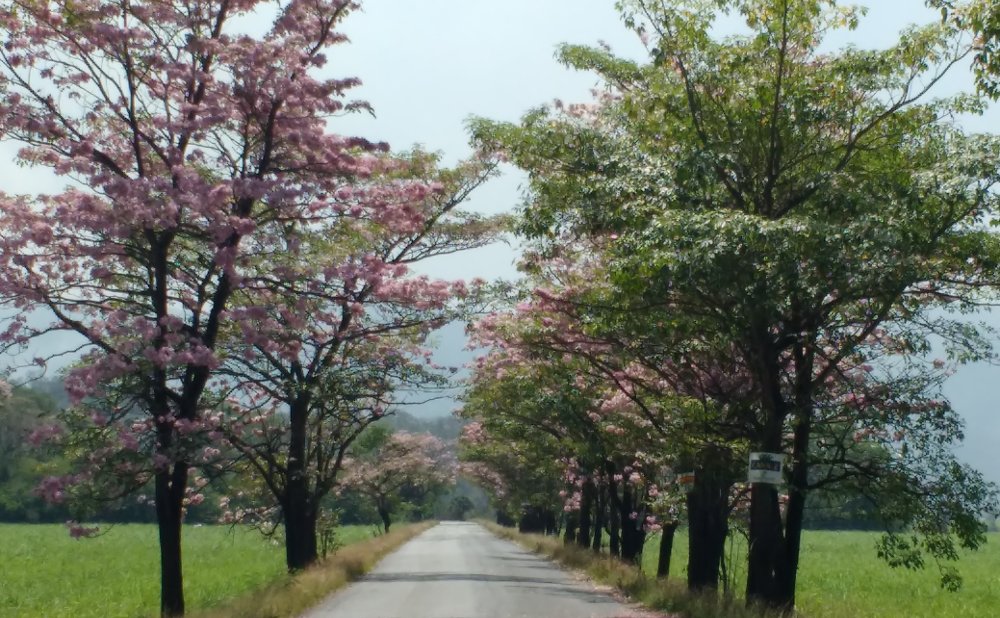 Un camino rodeado de árboles con flores rosas, que simboliza la paz que podemos sentir cuando nos adentramos en un proceso terapéutico.